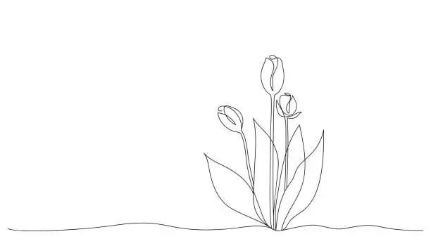 Vector illustration of Abstract tulip flowers drawn by one line. Sketch spring flowers. Continuous line drawing floral pattern. Romantic vector illustration in minimalist style.