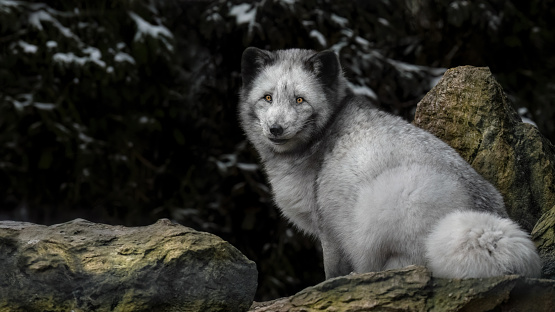 A close-up of an arctic fox (Vulpes Lagopus) sitting on a rock looking at the camera