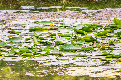 Yellow water lily flower, Nuphar lutea, blooming yellow among the green leaves on the water of the lake. Yellow water flowers in lake, aquatic ecosystem