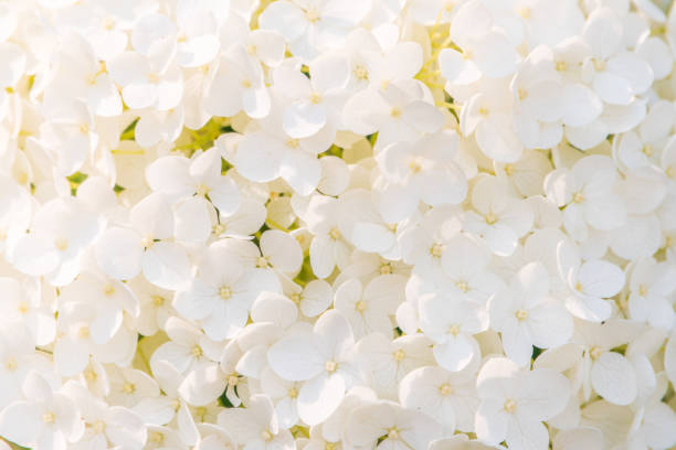 istock Lush white and yellow hydrangea flowers in summer. 1996074549
