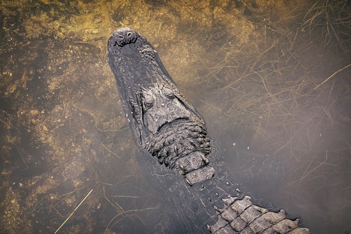 American Alligator in the Everglades, Florida USA.