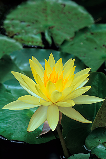 Yellow water lily floating with lily pads