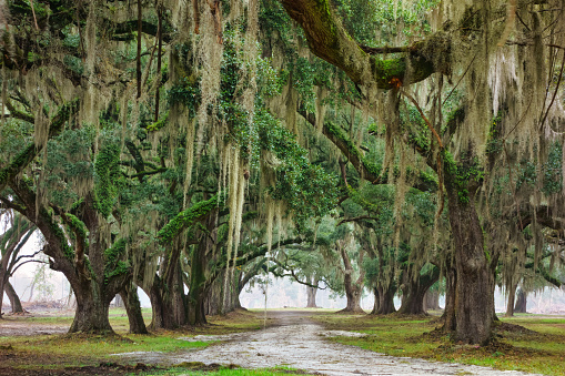 Live Oak Trees with Spanish Moss near Charleston South Carolina USA