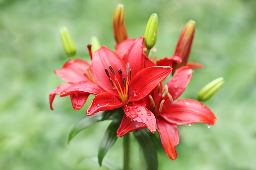 Red lily flower. Beautiful red lilies in the summer garden. Lilium belonging to the Liliaceae. Oriental Hybrid Lily close up. Red Stargazer Lily flower. Full blooming red Asiatic lily flower.