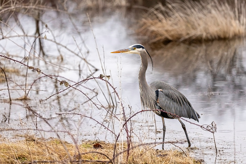 Great Blue Heron hunting for food in a  marsh. Delta, British Columbia, Canada.