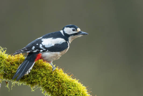 Female great spotted woodpecker (Dendrocopos major)