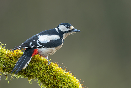 Female great spotted woodpecker (Dendrocopos major) perching on a branch covered with moss.