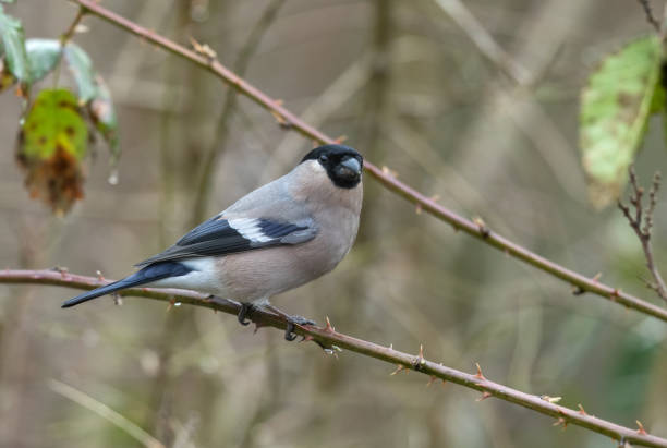 little bird sitting on bird feeder with sunflower seeds. The common bullfinch