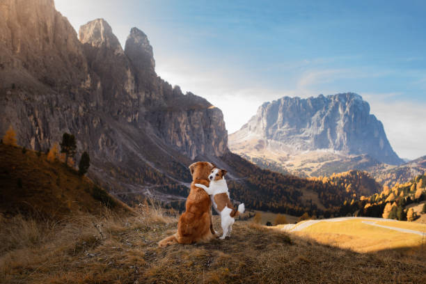 dos perros de viaje. otoño vista a la montaña. paisaje con una mascota - river stones audio fotografías e imágenes de stock