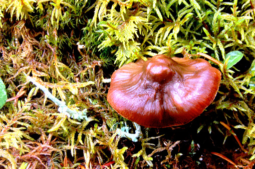 Mushroom at Lake O'Hara in 1996. From old film stock.