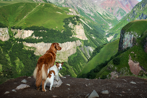 two small and big dogs at Mountains . Nova Scotia Retriever and Jack Russell Terrier together