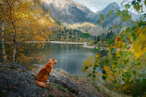 dog on a stone on a mountain lake in autumn. Traveling with a pet. red Nova Scotia Duck Tolling Retriever on nature background