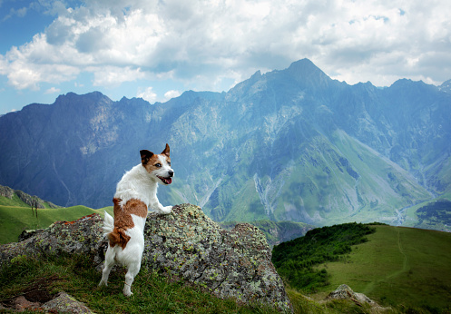 Hiking with a dog. Jack Russell Terrier in the mountains. travel with a small pet. An animal on the background of a beautiful landscape.