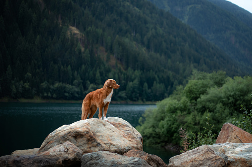 Nova Scotia Duck Tolling Retriever dog on a mountain lake. Travel and hike with a dog