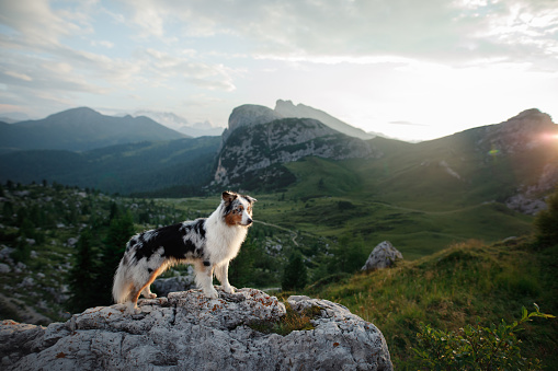 dog on the mountain at sunset. Travelling with a pet, Hiking. Australian shepherd in nature