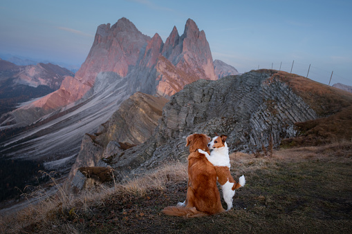 two dogs hugging in mountains. Nova Scotia Duck Tolling Retriever and jack russell terrier at sunset. Italian landscape.