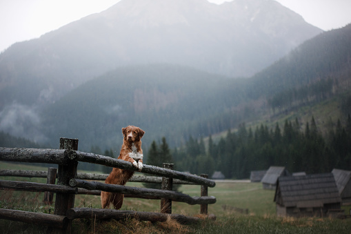 dog in the mountains in the valley fog atmosphere. Nova Scotia Duck Tolling Retriever in nature,