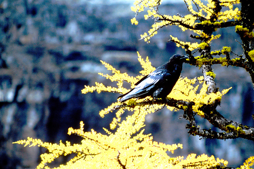 A Raven in the Rocky Mountains in 1996. From old film stock.