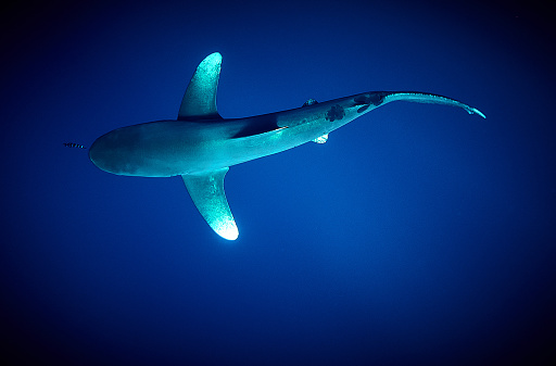 The beauty of the underwater world - The oceanic whitetip shark (Carcharhinus longimanus) is a large pelagic requiem shark inhabiting tropical and warm temperate seas - scuba diving in the Red Sea, Egypt.
