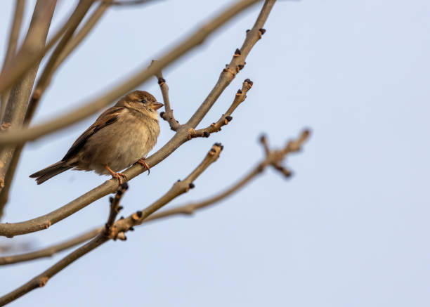 istock Female House Sparrow (Passer domesticus) in Wicklow, Ireland 1996117864