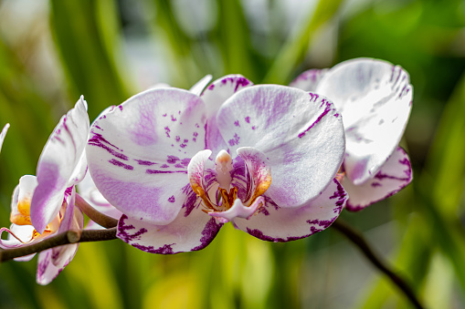 close-up macro image of a white and purple orchid flower of a Doritaenopsis with the background out of focus.