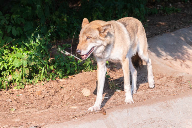Gray wolf in forest on the green grass. The wolf, Canis lupus, also known as the gray wolf or grey wolf, is a large canine native to Eurasia and North America