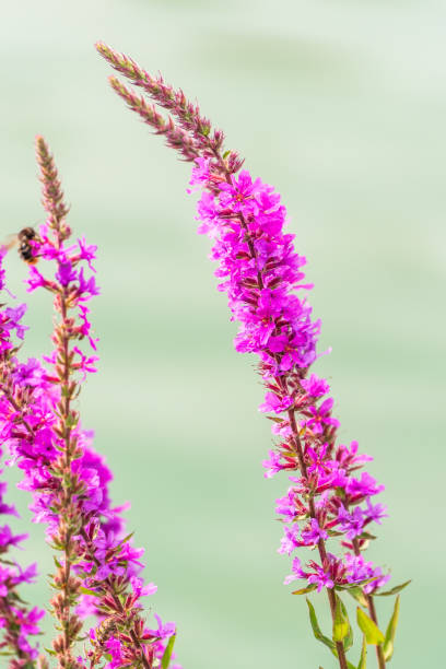 Summer Flowering Purple Loosestrife, Lythrum tomentosum or spiked loosestrife and purple lythrum on a green blured background.