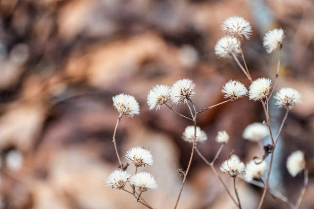 wilting fen ragwort remained over the winter
