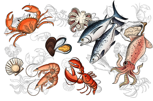 Illustration of seafood collection with different type of delicacy vector illustration on white background.