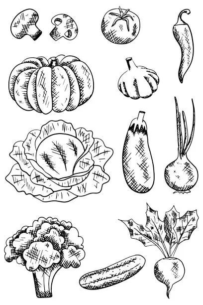 Vector illustration of vegetables black ink grapgic vector collection. Hand drawn illustration for design