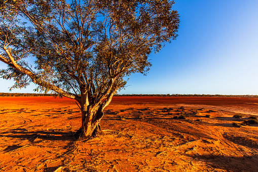 Gum tree growing in dry red dirt desert area in the middle of the Australian outback