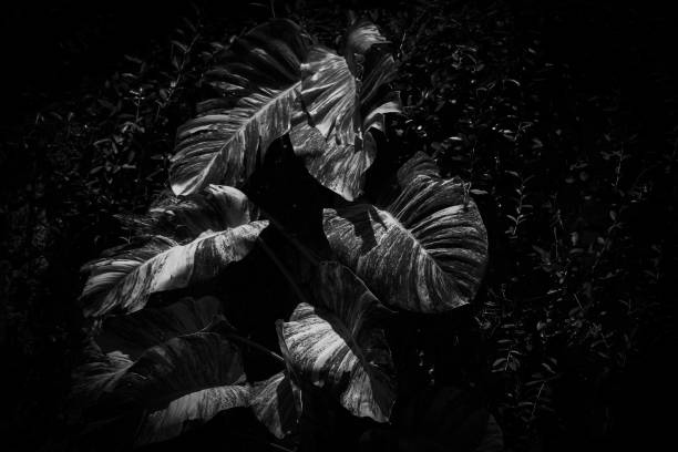 istock black and white background of vines on a building pillar 1996275075