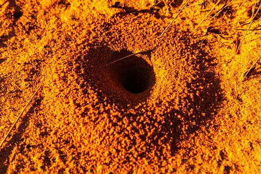 Close up of an ant hole or nest in dry red dirt desert area in the middle of the Australian outback