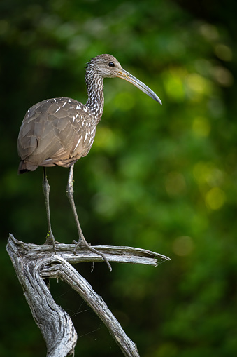 Limpkin resting on a perch