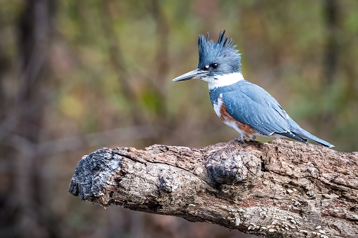 Belted Kingfisher perched on a log