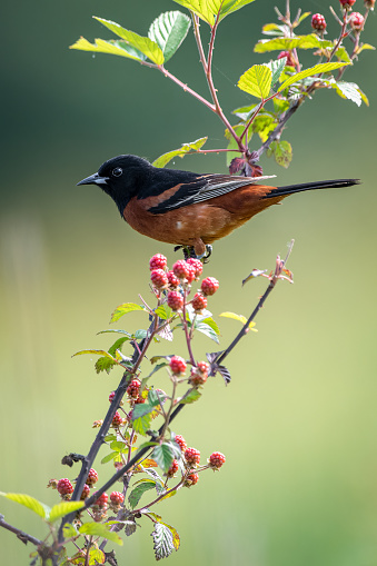 Orchard Oriole perched on a blackberry vine