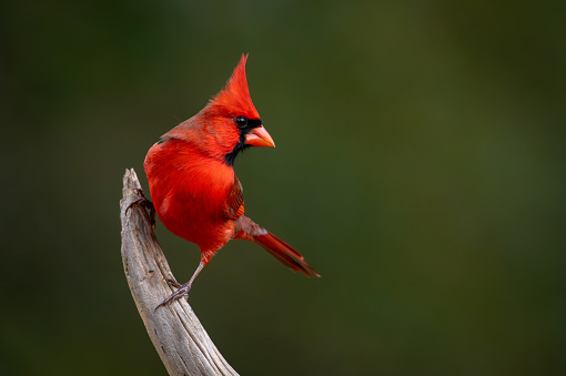 Northern Cardinal perched on a limb