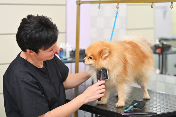 istock A grummer combs the wool of a Pomeranian with a brush. 1996292284