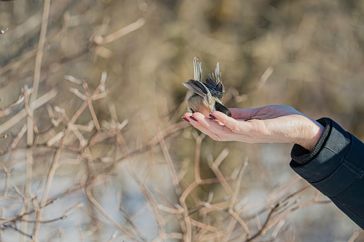 Mésange perchée un morceau de bois.