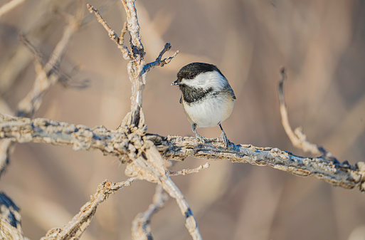 Adult Malaysian honeyguide (Indicator archipelagicus), perching in beauty morning on the curve branch in lowland broadleaved forest of Wildlife Sanctuary, Southern Thailand.