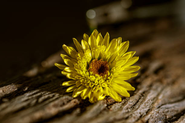 Chrysanthemum morifolium\nA plant