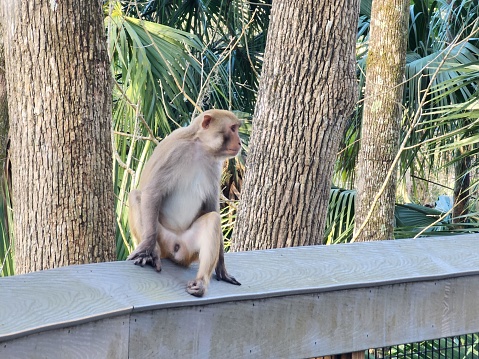 The picture shows a monkey sitting on a wooden fence or railing. The monkey has brown fur and a lighter colored face and belly. It's perched calmly, looking to the side, with its tail hanging down beside the fence. Behind the monkey, there is lush green foliage, including a variety of trees and plants, giving the impression of a tropical or subtropical environment. The lighting suggests it's either morning or late afternoon, as the sunlight seems soft and diffuse.