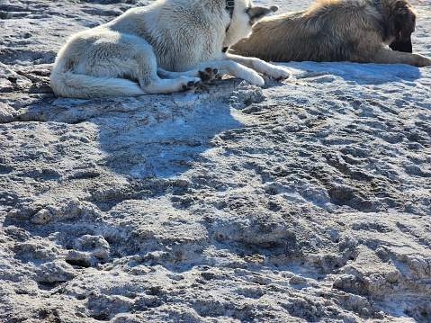 This picture shows two dogs lounging on a rough, textured rocky surface. The dog in the foreground appears to be a white or very light-colored individual, possibly a breed with thick fur, lying on its side with part of its belly exposed, revealing a light pink skin underneath. Its front paw is stretched out, and its head is turned away from the camera, resting on the rock. The dog in the background has a darker, brownish coat and is lying down facing the other direction, but its head is not clearly visible. The environment seems to be an outdoor setting with natural daylight, and there are no distinguishable landmarks or objects other than the dogs and the rocky ground. The texture of the rock is quite irregular, with pits and holes, suggesting a potentially volcanic or highly weathered rock formation.