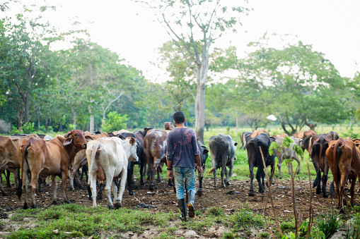 farmer walking with cows on farm