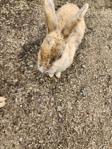 The picture shows a rabbit with a mix of brown, beige, and white fur. The rabbit is sitting on a grainy surface, which appears to be made of sand or fine gravel. It looks like it's outdoors during the daytime as the image is well-lit, possibly by natural light. The rabbit's ears are tilted backwards and it seems quite calm and at ease in its environment. The focus of the photo is on the rabbit, with its face being the central point, and the background consists of the ground which is blurred, keeping the attention on the rabbit itself.