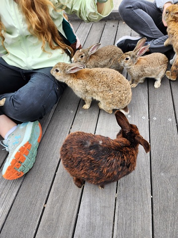 This picture features a group of rabbits on a wooden deck. There is a mix of different colored rabbits such as light brown, dark brown, and one with a pattern of brown and black fur. There are at least five visible rabbits, with one prominently featured in the foreground facing away from the camera, showcasing a shiny coat of brown and black fur. On the left side of the photo, there is a person seated on the deck wearing a white and green top, with their hand gently touching one of the rabbits. Another person is partially visible on the right side of the frame, wearing denim pants. Two shoes are also noticeable: one is a bright orange sneaker with blue accents, and the other appears to be a dark shoe, but only a small portion of it is visible. The overall atmosphere is calm and the animals look to be at ease with the human presence.