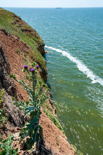 Blooming thistle against the backdrop of a steep cliff on the island of Berezan, Ukraine
