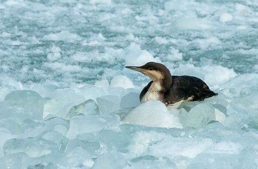 The black-throated loon (Gavia arctica), bird resting on floating ice in the Black Sea