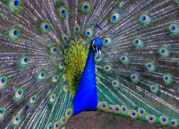 Peacock image