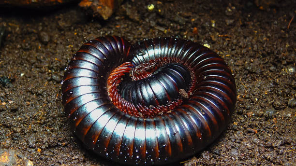 The giant African millipede (Archispirostreptus gigas), is one of the largest millipedes The giant African millipede (Archispirostreptus gigas), is one of the largest millipedes giant african millipede stock pictures, royalty-free photos & images